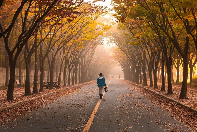 Autumn Road